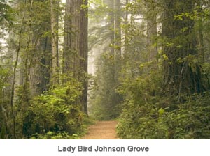 Lady Bird Johnson Grove